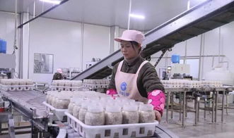 西南地區(qū)最大食用菌工廠化項(xiàng)目在萬盛投產(chǎn)，引領(lǐng)產(chǎn)業(yè)升級(jí)與融合發(fā)展